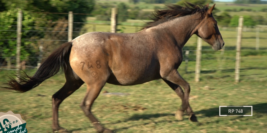 Lote BORRALLERA MOLLES