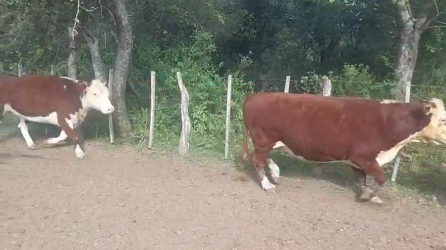 Lote 35 Vacas usadas preñadas