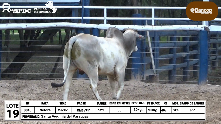 Lote Lote 19