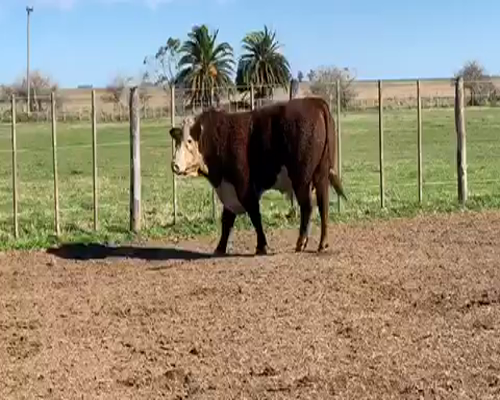 Lote 1 Toros reproductor en Castelli, Buenos Aires
