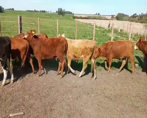 Lote Terneras