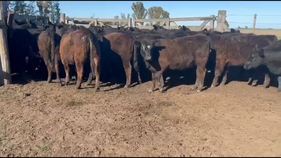 Lote 48 Terneros/as
