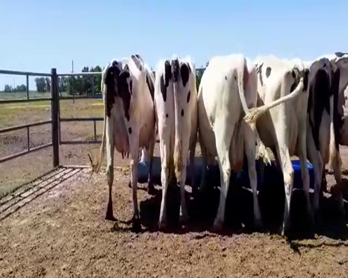 Lote Bossarelli Hermanos