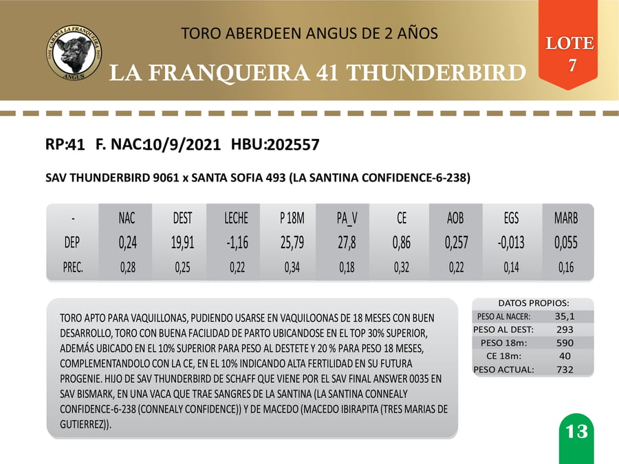 Lote Toros AA a remate en La Franqueira Angus, Florida