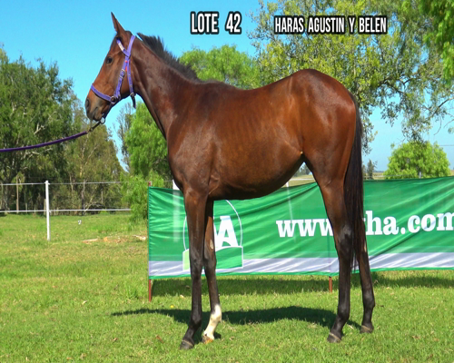 Lote MARIA ATENEHA