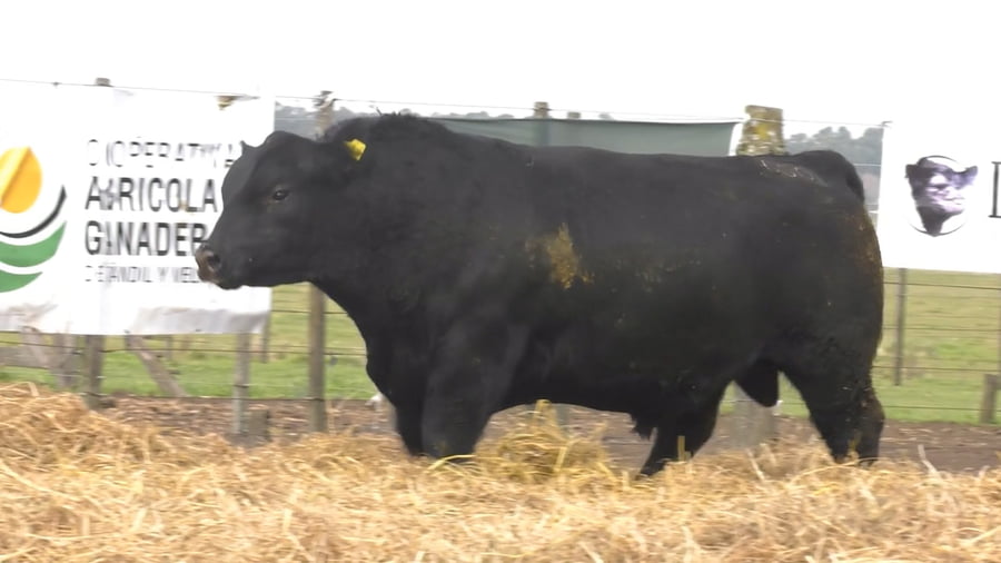 Lote TOROS PUROS POR CRUZA