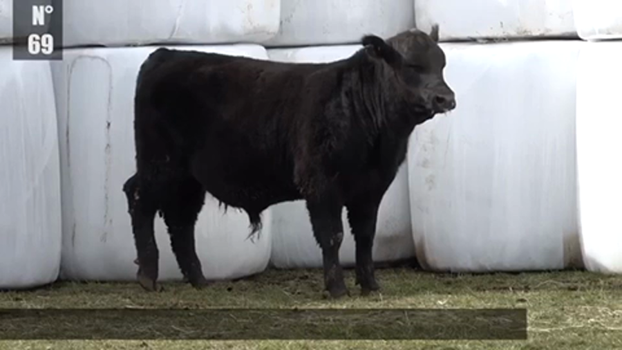 Lote 1 Toro en Coyhaique, XI Región Aysén