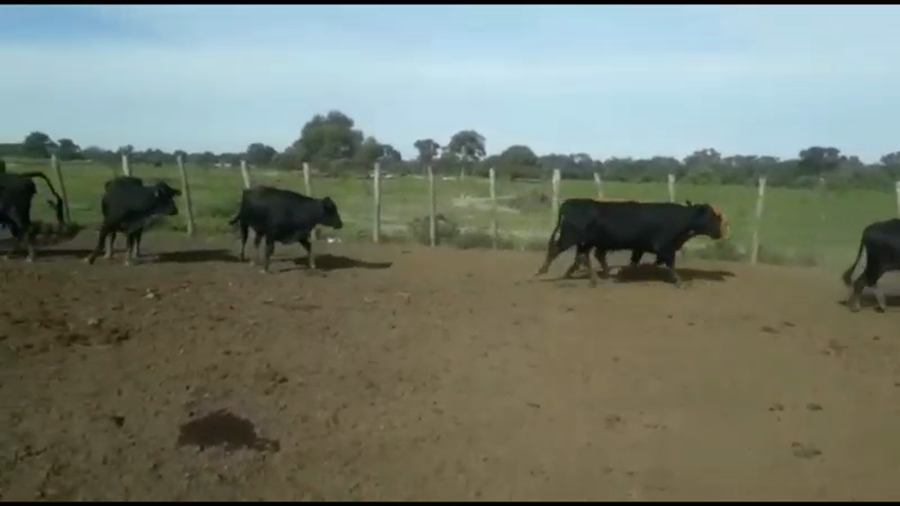 Lote 35 Vacas de invernar en Puero Tirol, Chaco