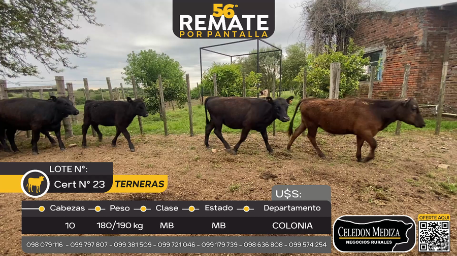 Lote 10 Terneras en Riachuelo, Colonia