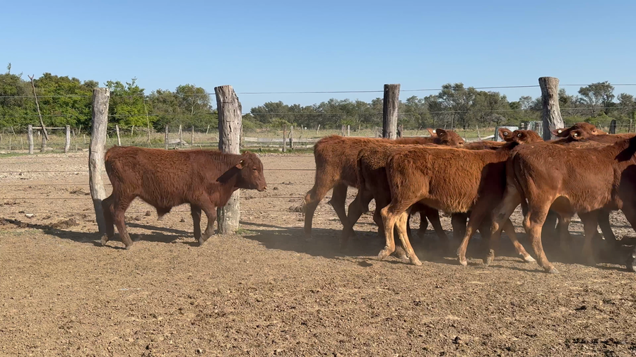Lote 136 Terneros/as en Corrientes, Ramada Paso