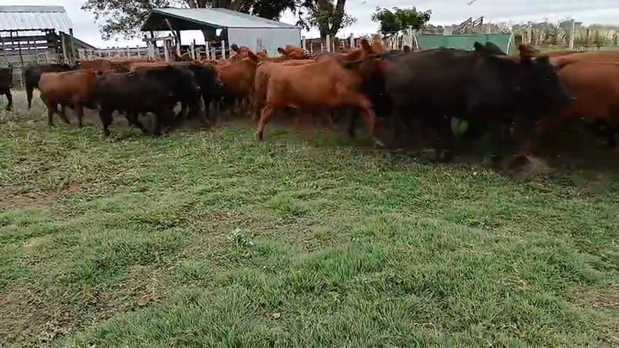 Lote 60 Novillitos EN HUANGUELEN