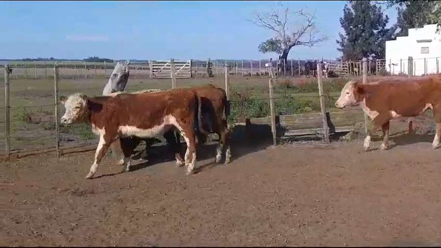 Lote 4 Vaquillonas 1 a 2 años HEREFORD a remate en Remate Presencial en OMBUES DE LAVALLE