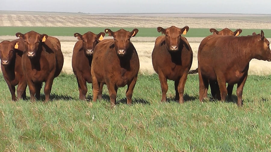 Lote VAQ.  ANGUS COLORADAS  MAS  PARICIÓN DE OTOÑO