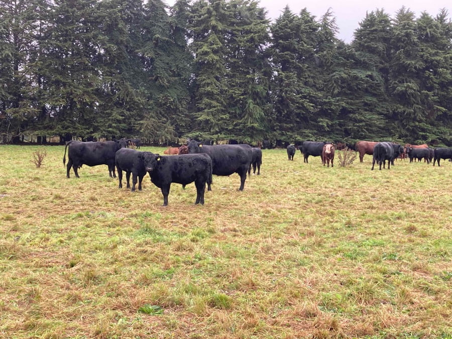Lote 120 Ternero en Puerto Varas, X Región Los Lagos