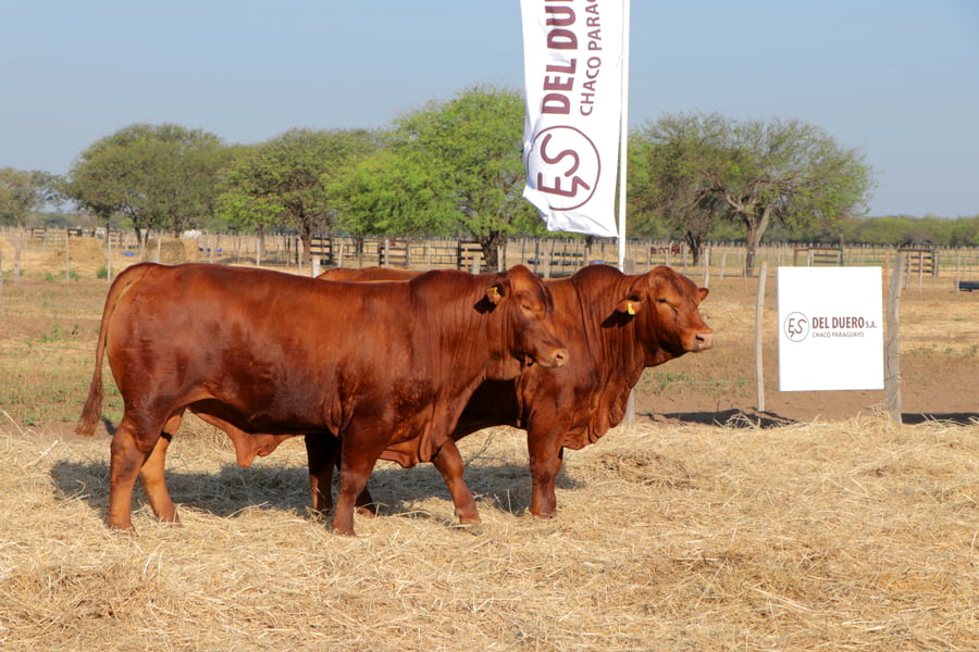 Lote TOROS
