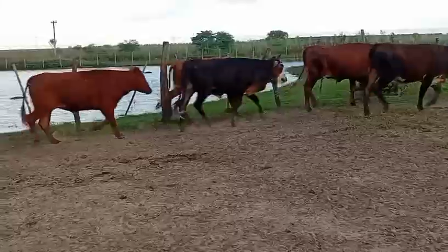 Lote 50 Novillos en Corrientes, Virasoro