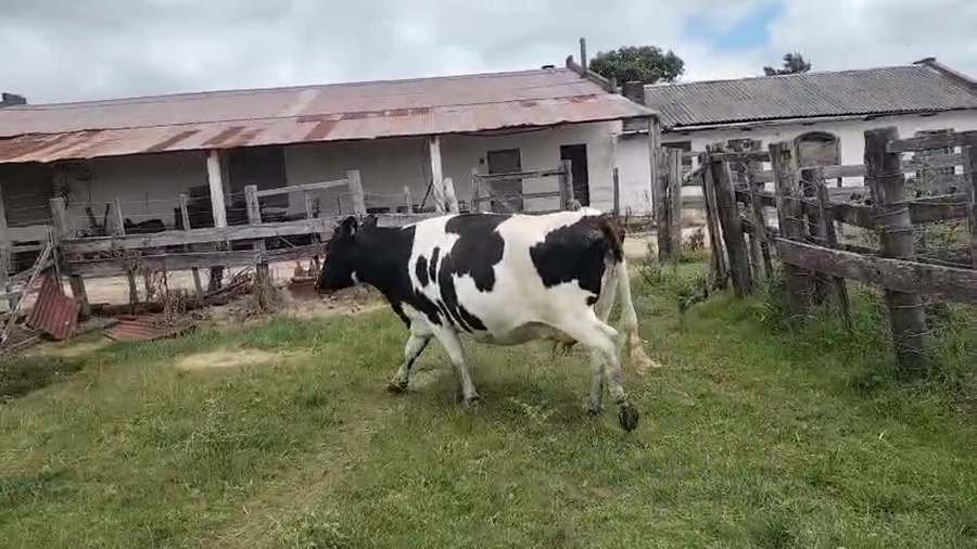 Lote Vacas próximas a remate en Pantalla Camy 520kg -  en Tranqueras Coloradas