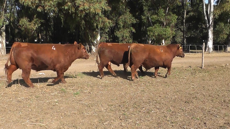 Lote TOROS PUROS CONTROLADOS COLORADOS