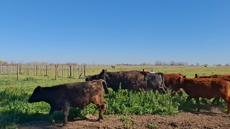 Lote 60 Novillitos en Buenos Aires, Navarro