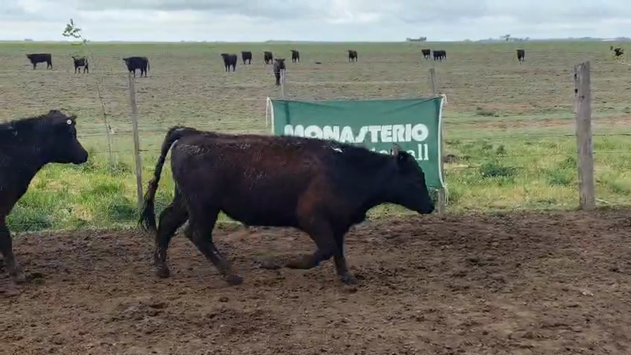 Lote 52 Terneros en Bonifacio