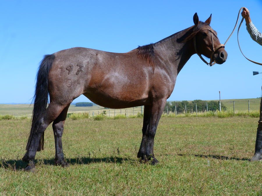 Lote Fajina del Cerro Grande