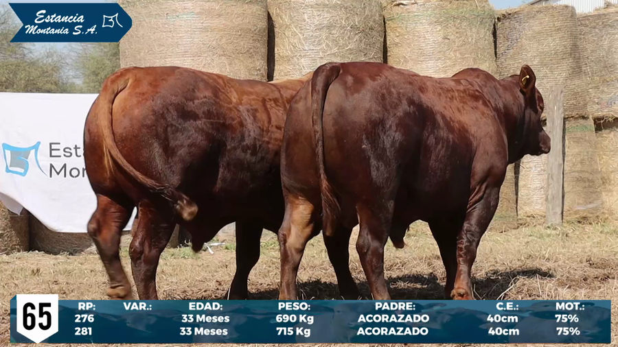 Lote LOTE 65