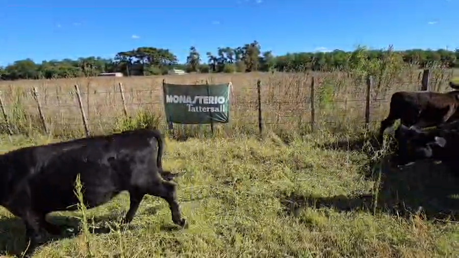 Lote 18 Terneros/as CASTELLI