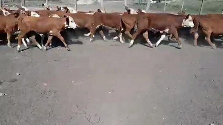 Lote 80 Terneros en Entre Ríos, Federal