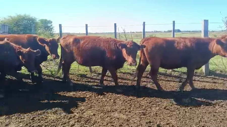 Lote VAQUILLONAS PREÑADAS