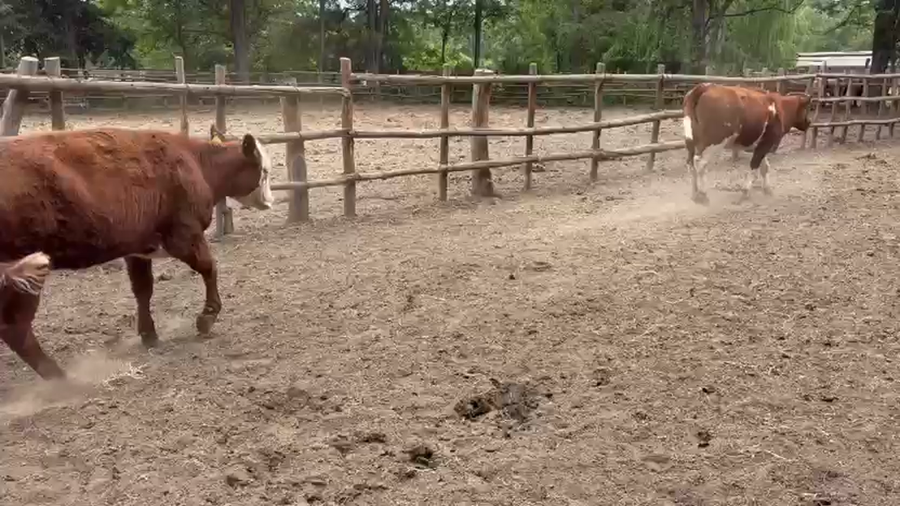 Lote 60 Vaquilla Engorda en Región Metropolitana, Paine