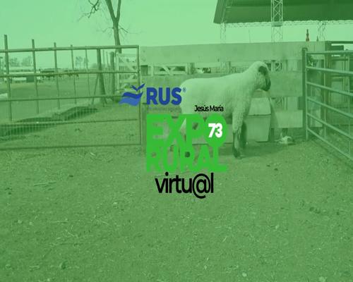 Lote CARNERO HAMPSHIRE DOWN