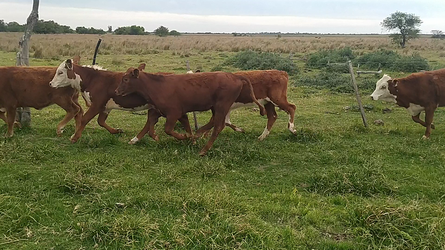 Lote 90 Terneras en Chavarría, Corrientes