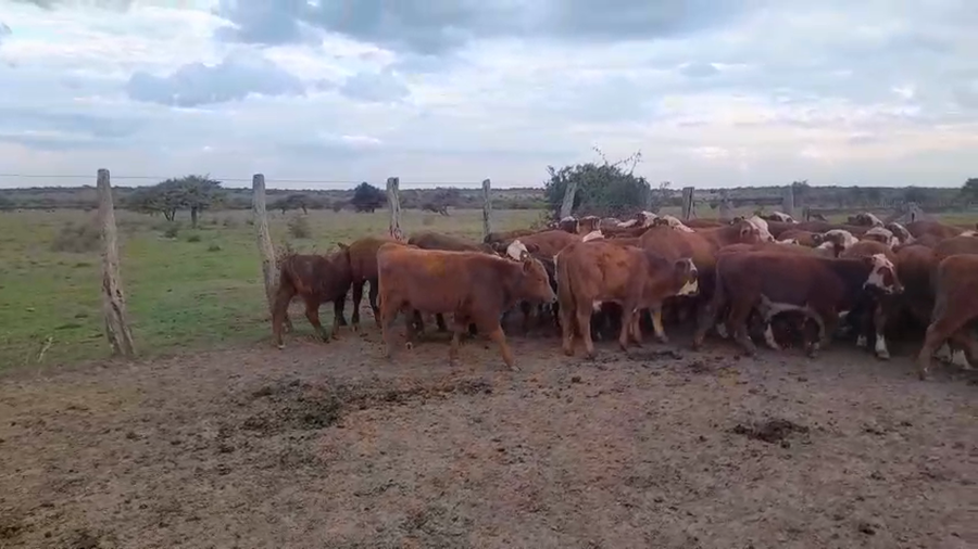 Lote 76 Terneros en Corrientes, Curuzu Cuatia