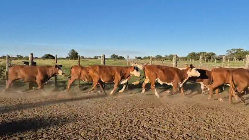 Lote 35 Vaquillonas C/ gtia de preñez