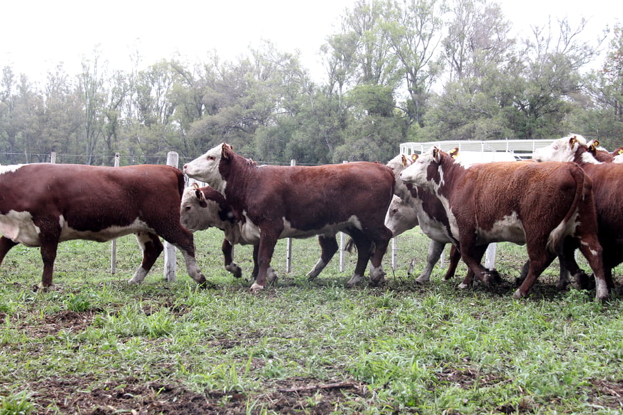 Lote VAQUILLONAS PREÑADAS PR HEREFORD -PARICION OTOÑO 2022-