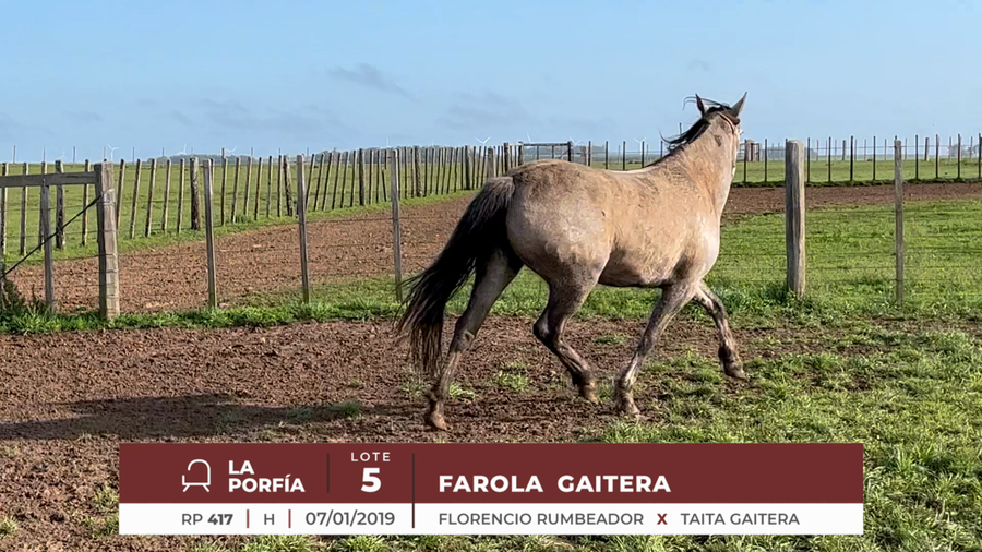 Lote FAROLA GAITERA