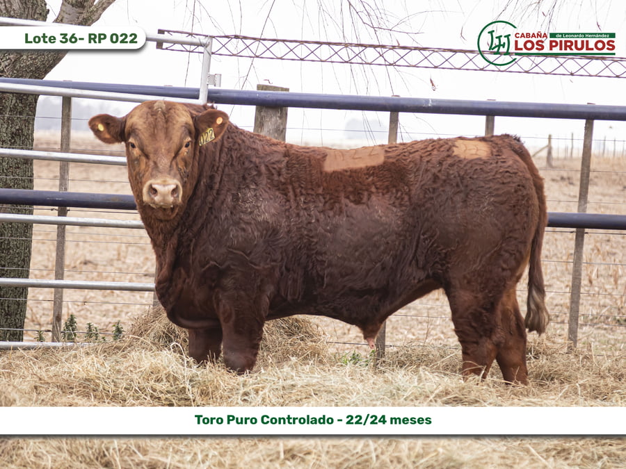 Lote TOROS PUROS CONTROLADOS - 22/24 meses