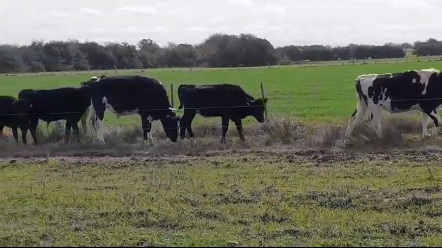 Lote NOVILLOS HOLANDO