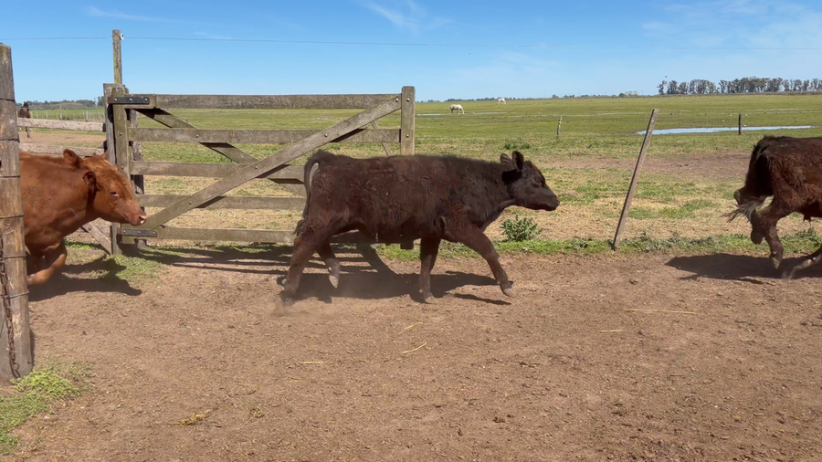 Lote 24 Terneros en Buenos Aires, 9 de Julio