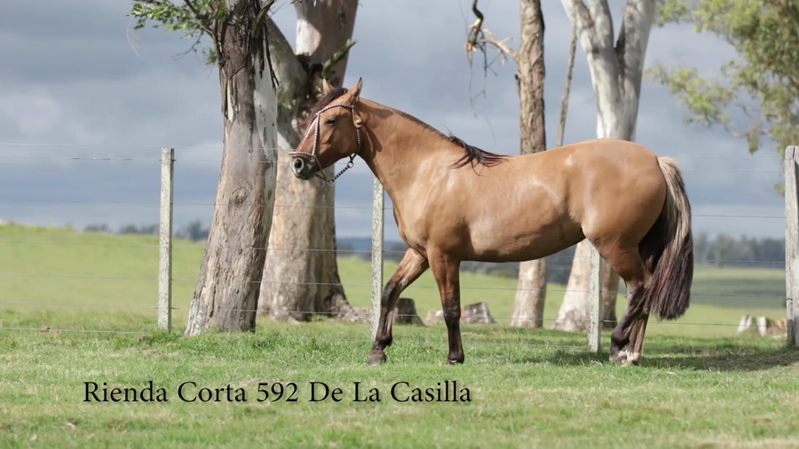 Lote Rienda Corta 592 De La Casilla