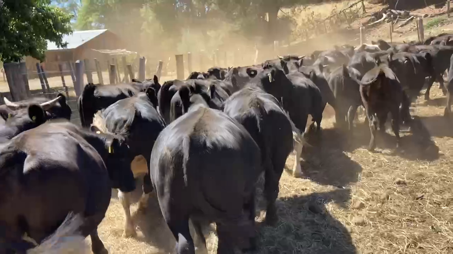 Lote 39 Novillo Engorda en Los Lagos, XIV Región Los Ríos