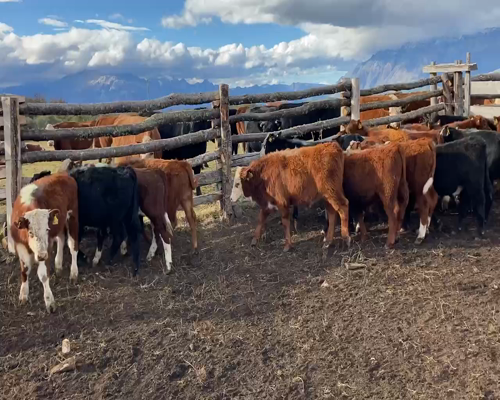 Lote 20 Ternero en XI Región Aysén, Chile Chico