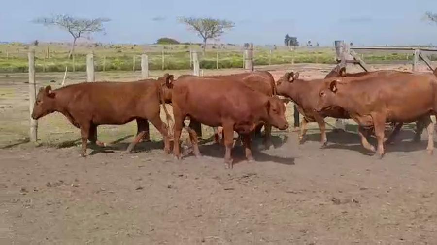 Lote (Vendido)9 Vaquillonas preñadas ANGUS COLORADO a remate en PANTALLA FEDERICO GARLAND en JUAN GONZALEZ