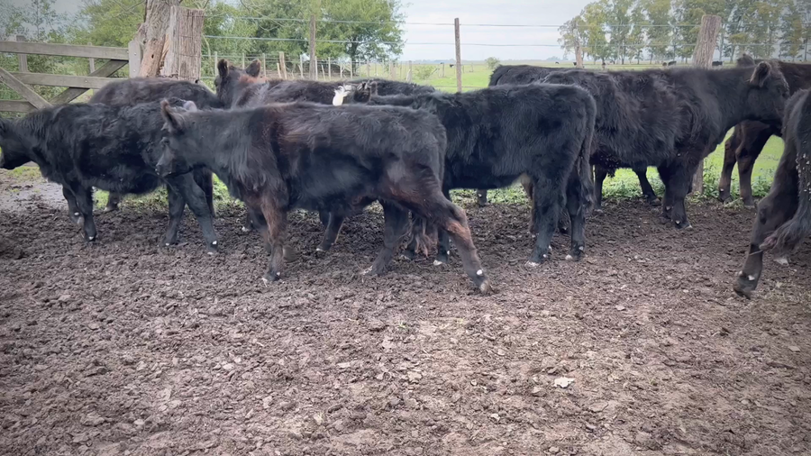 Lote 65 Terneros/as en Gral. Paz, Buenos Aires