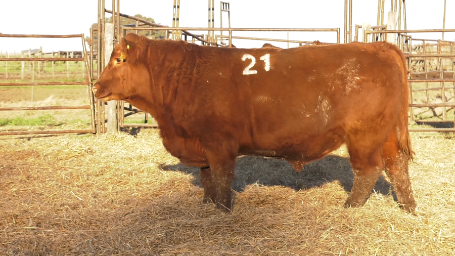 Lote TOROS ANGUS COLORADOS  PC