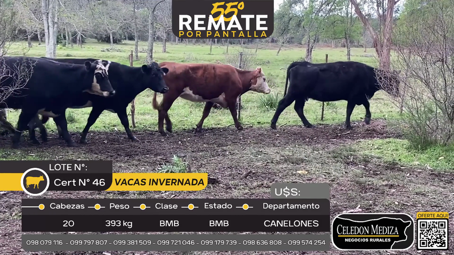 Lote 20 Vacas de Invernada en Parador Tajes, Canelones