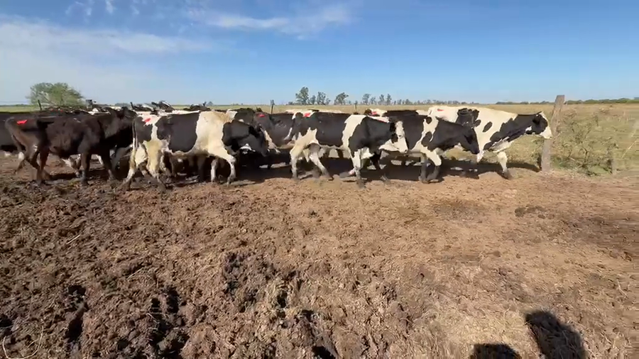 Lote 25 Terneros Holando Argentino en Sunchales, Santa Fe