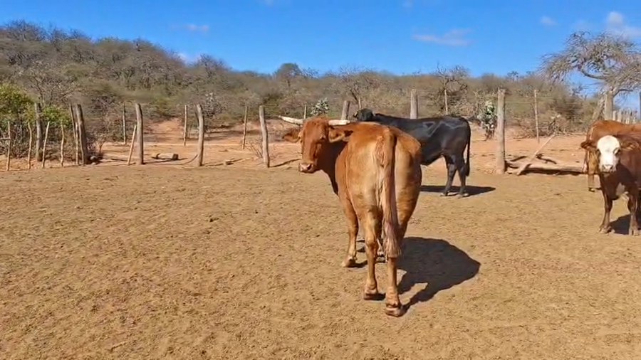Lote 21 Vacas en Salta, Gral. Güemes
