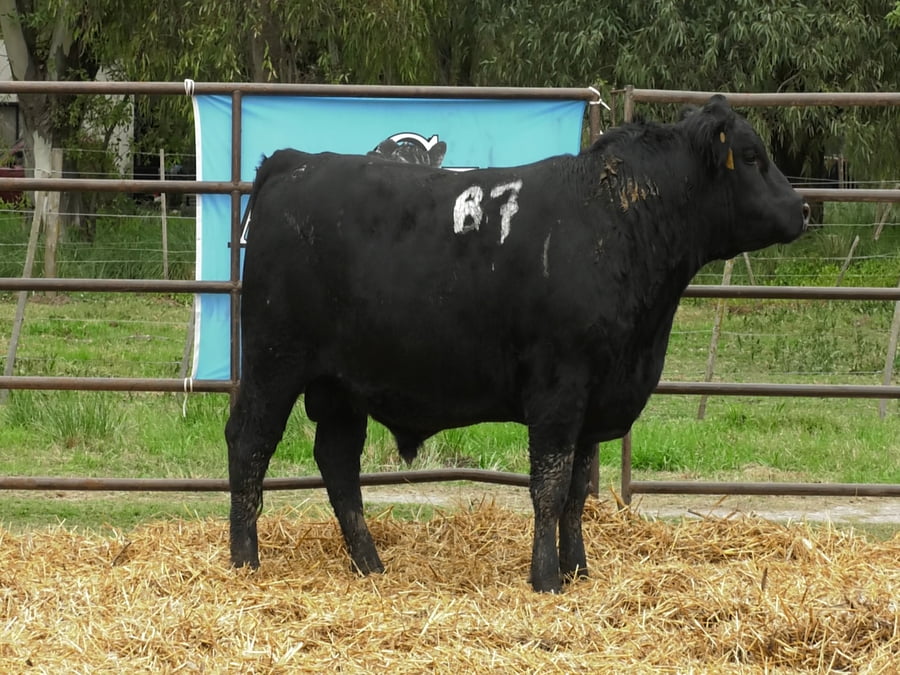 Lote TOROS ANGUS NEGROS PC
