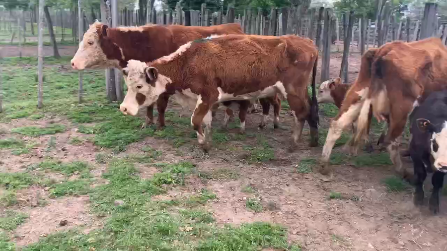 Lote 14 Piezas de cría en Melo, Cerro Largo